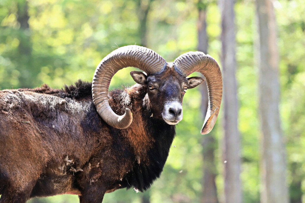 Mufflon