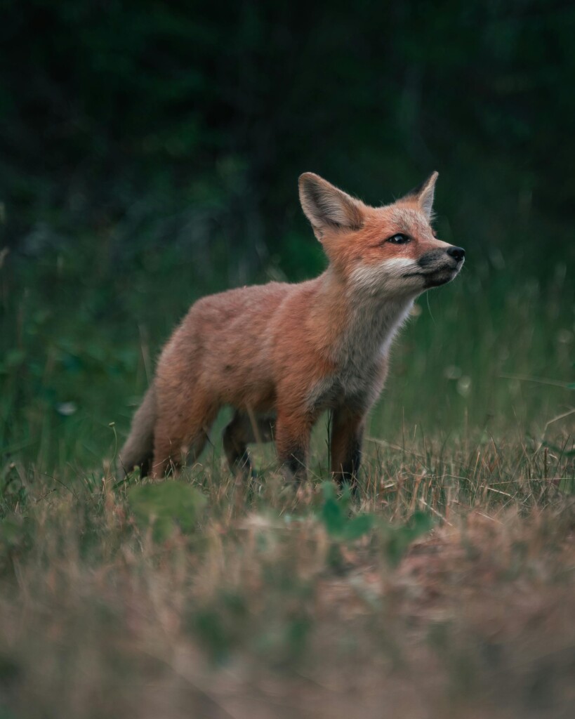 Räv