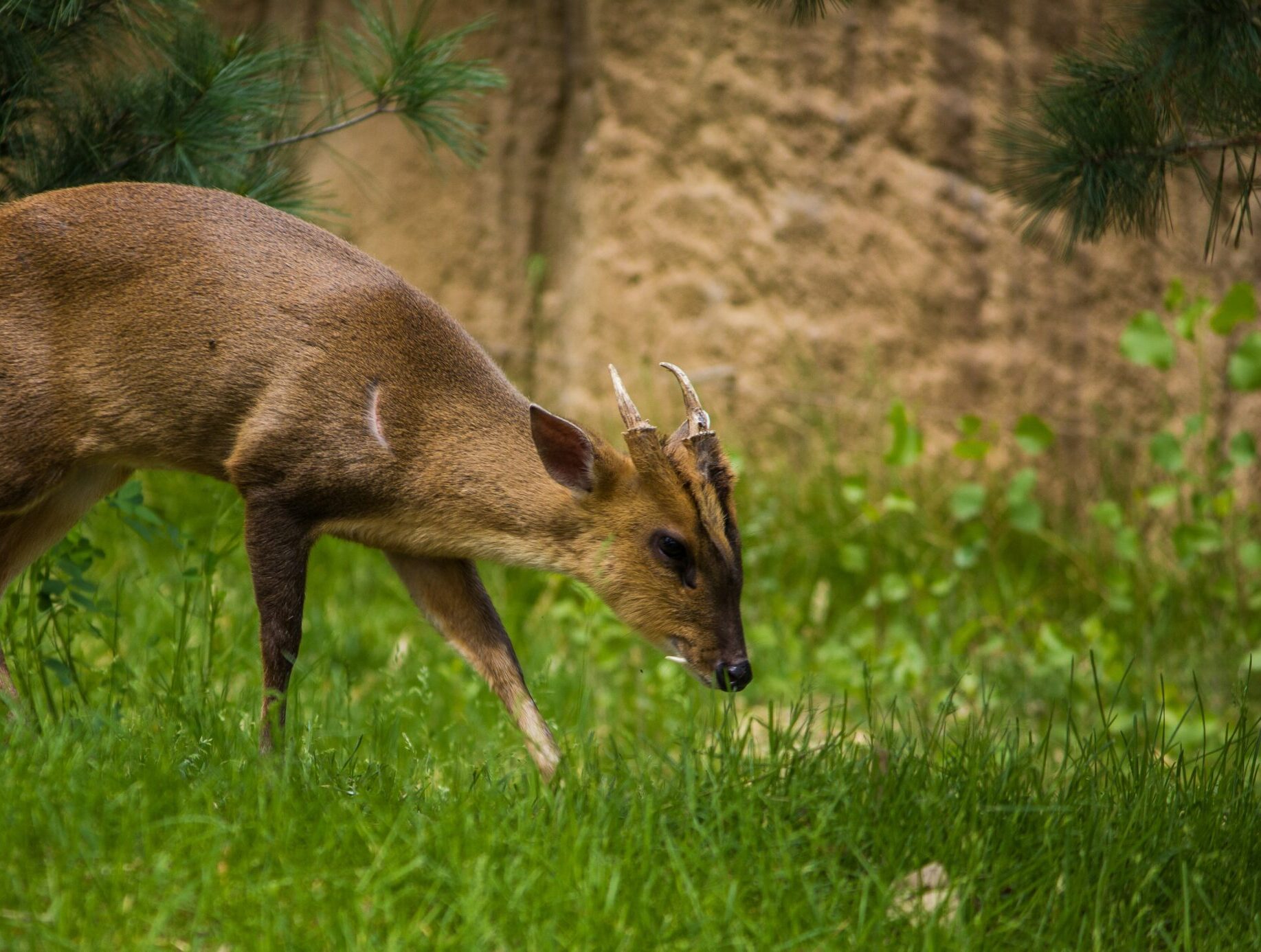 Muntjac