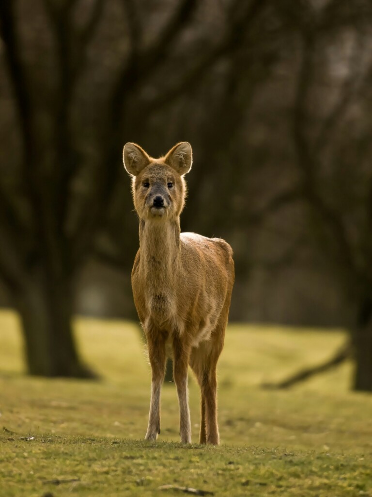 Chinese Water Deer